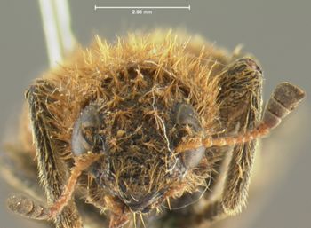 Media type: image;   Entomology 3545 Aspect: head frontal view